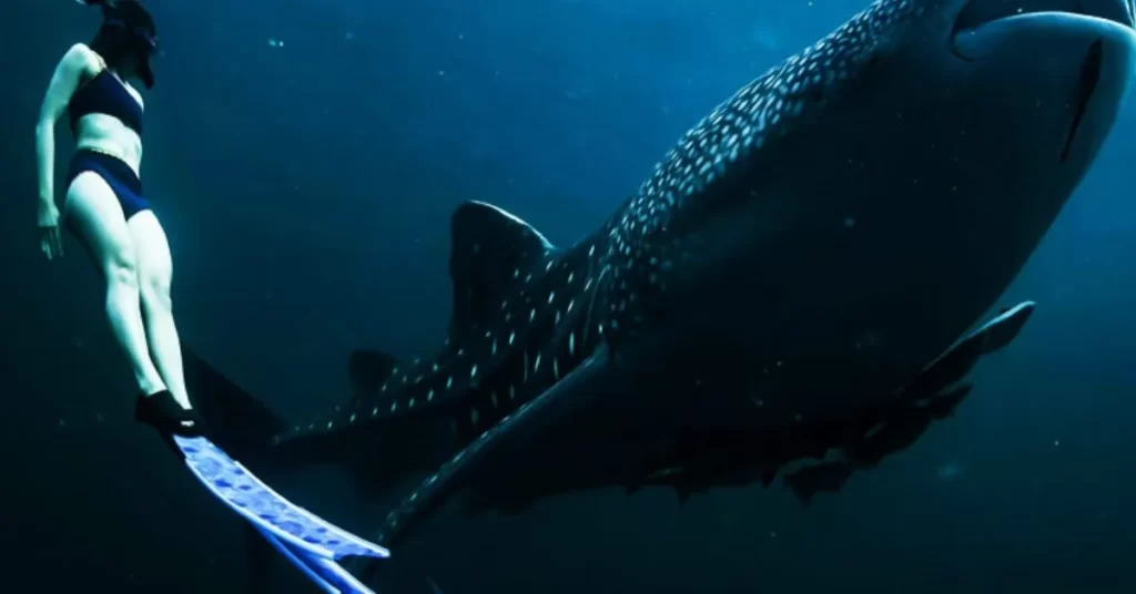 Seorang penyelam snorkeling berdampingan dengan hiu paus (whaleshark) di laut Sumbawa selama trip snorkeling
