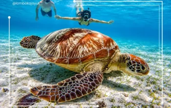 Tour Gili Trawangan dengan aktivitas snorkeling melihat penyu laut di perairan jernih Lombok
